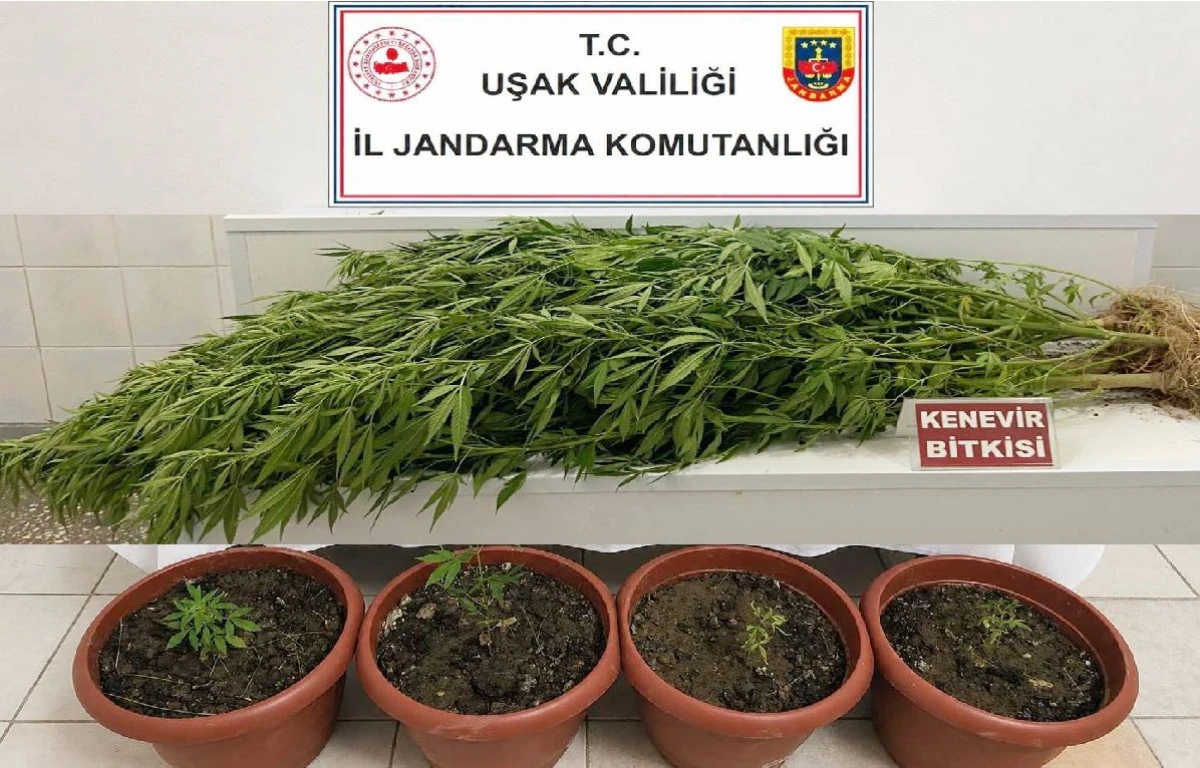 28 K&Ouml;K KENEVİR VE ESRAR ELE GE&Ccedil;İRİLDİ