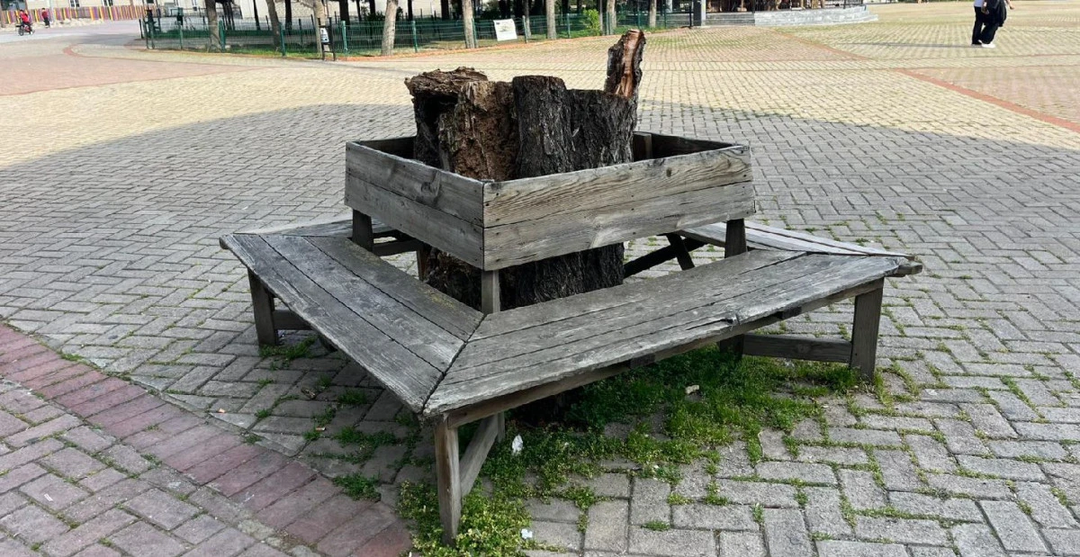 BU AĞACI KİM KESTİ?