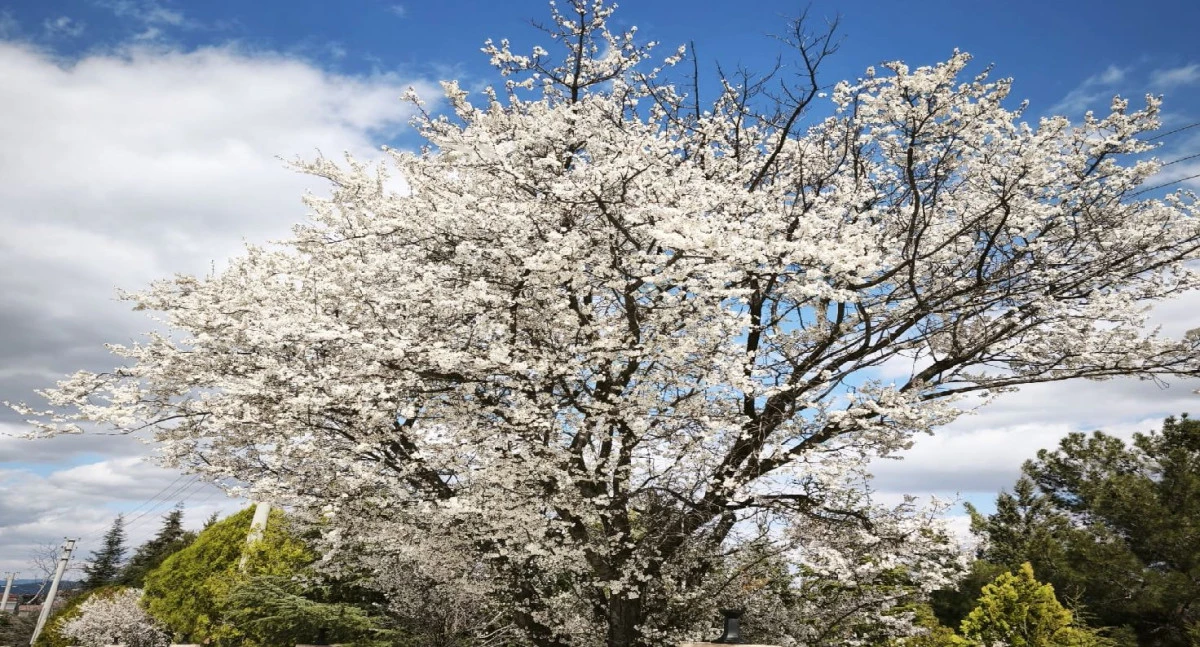 İL&Ccedil;EMİZDE MEYVE AĞA&Ccedil;LARINA SOĞUK VURDU