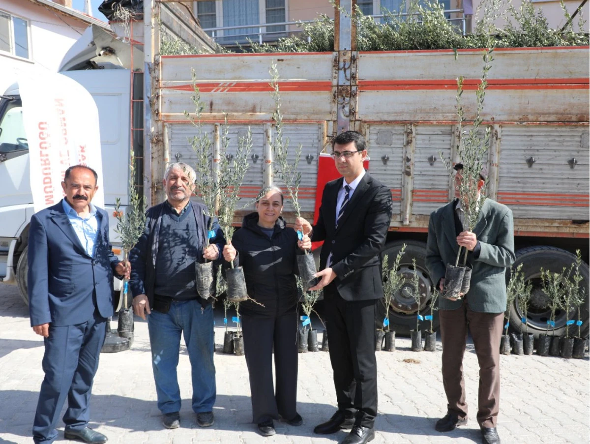 UŞAK&rsquo;TA DESTEKLEMELİ ZEYTİN FİDANI DAĞITILDI