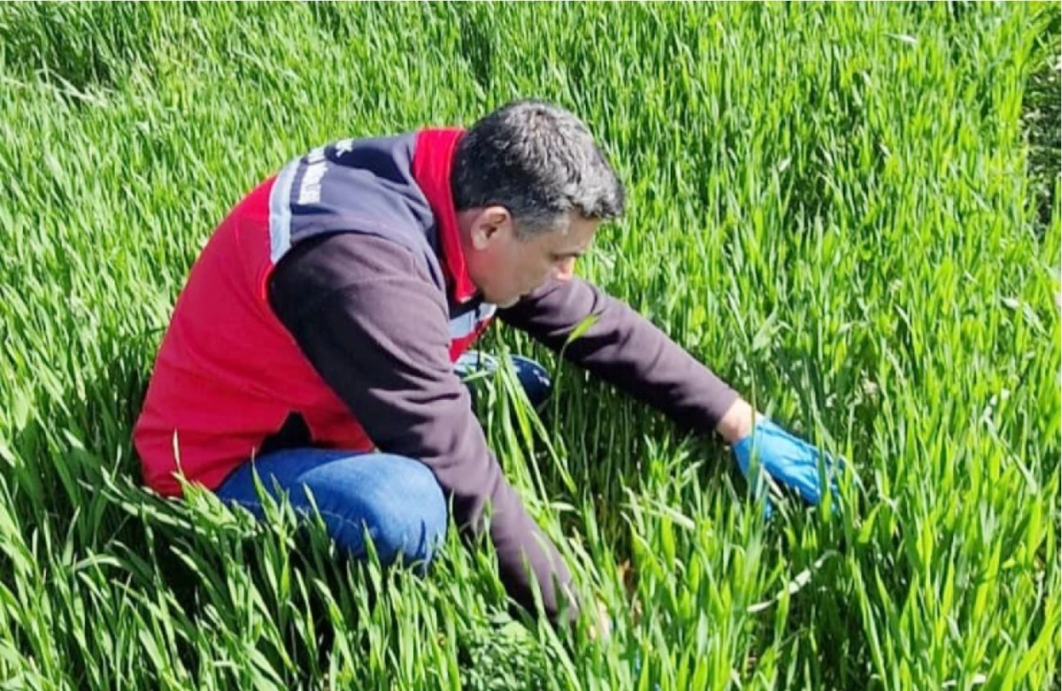 UŞAK&rsquo;TA S&Uuml;NE ZARARLISINA KARŞI SAHA &Ccedil;ALIŞMALARI BAŞLADI